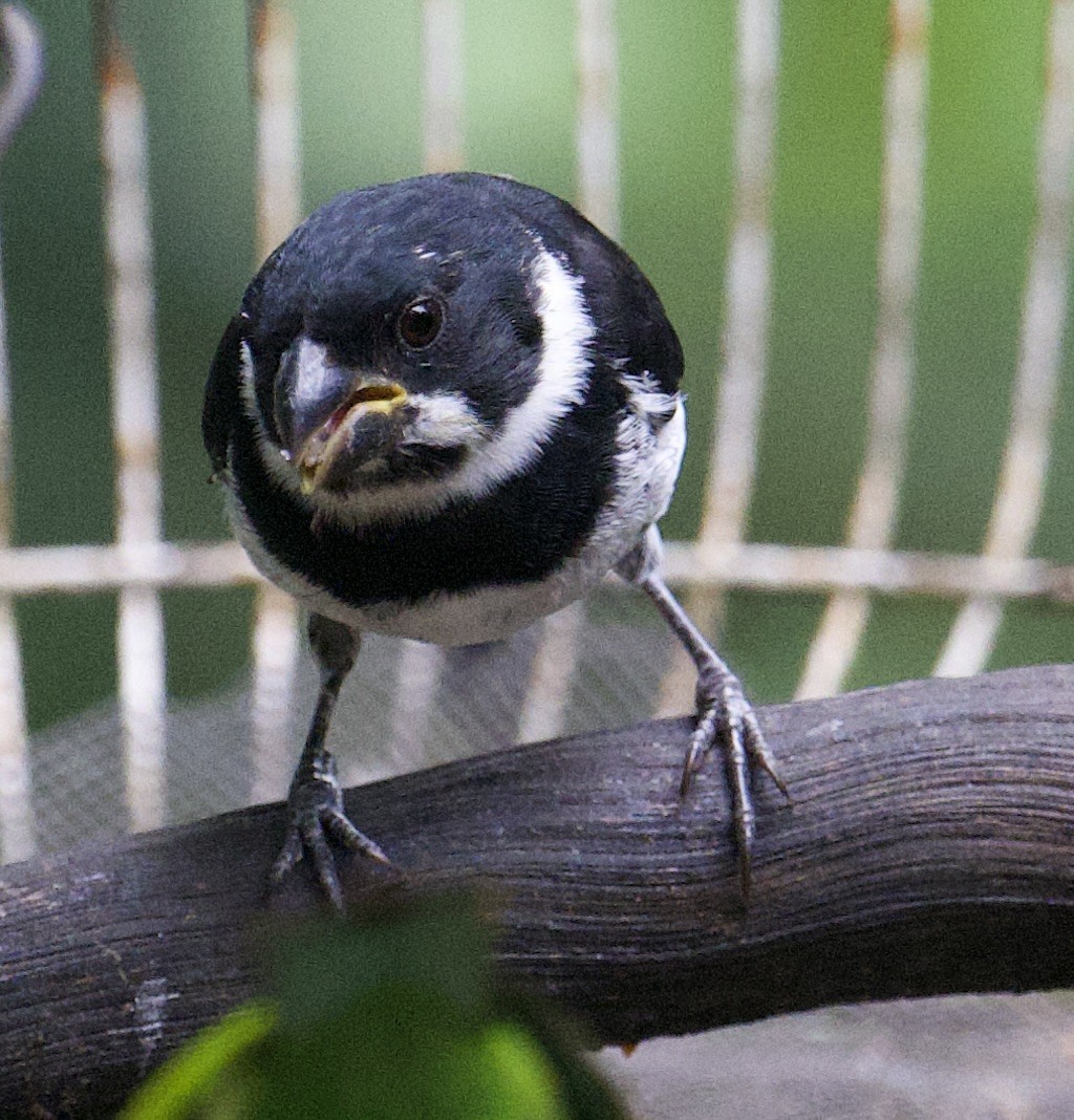 Variable Seedeater - ML645910325