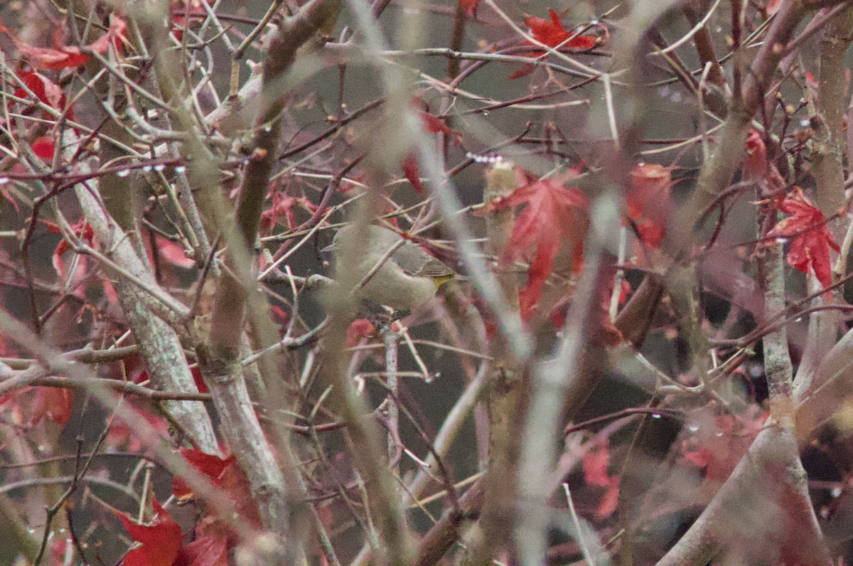 Virginia's Warbler - ML645910326