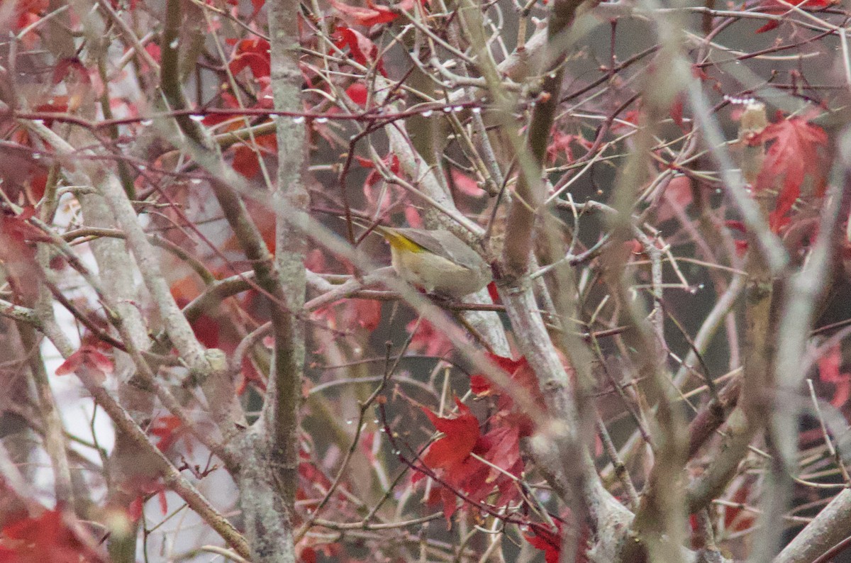 Virginia's Warbler - ML645910327