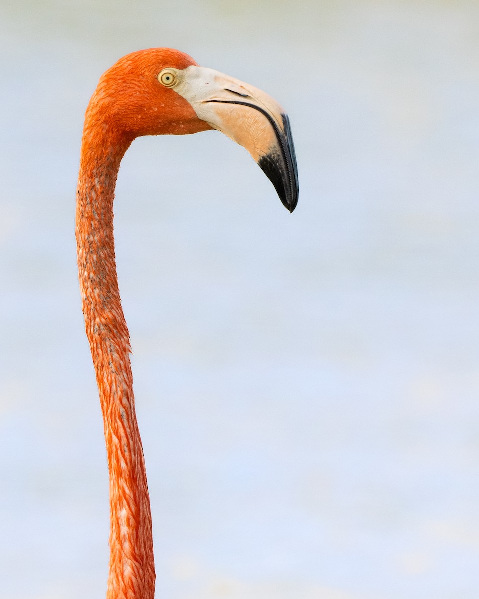 American Flamingo - ML645910331