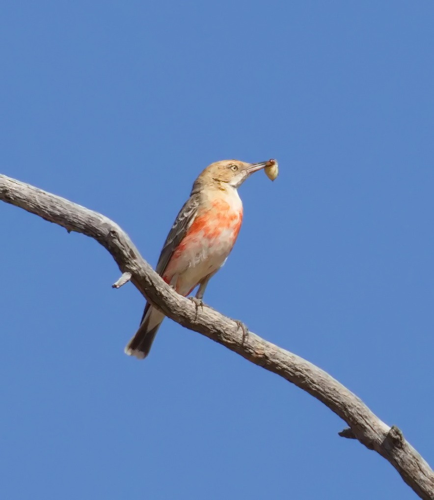 Crimson Chat - ML645910332