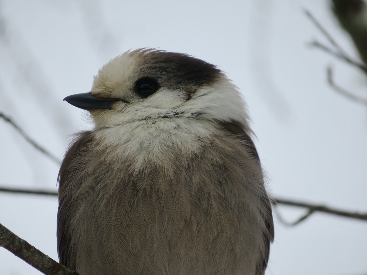 Meisenhäher - ML645910334