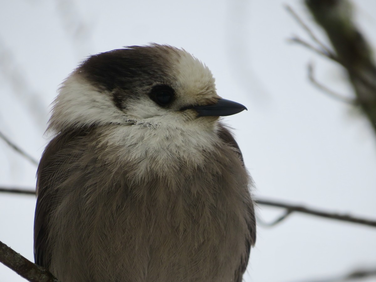 Meisenhäher - ML645910335