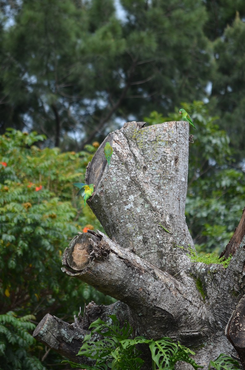 Toui à menton d'or - ML645910354