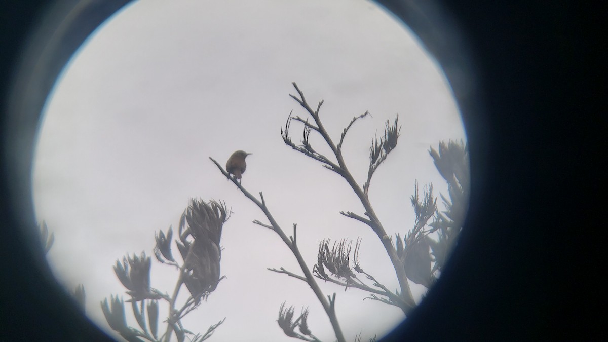 Southern House Wren - ML645910359