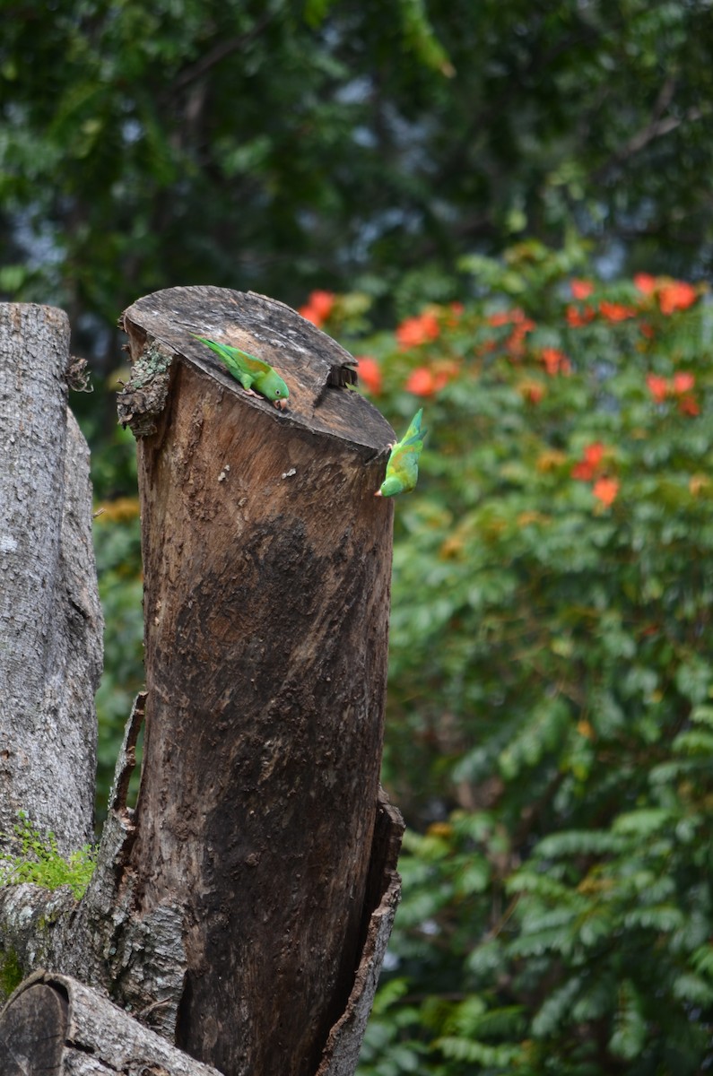 Toui à menton d'or - ML645910361