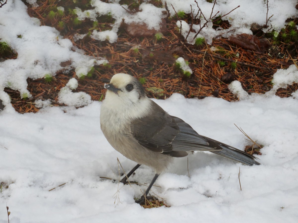 Meisenhäher - ML645910374