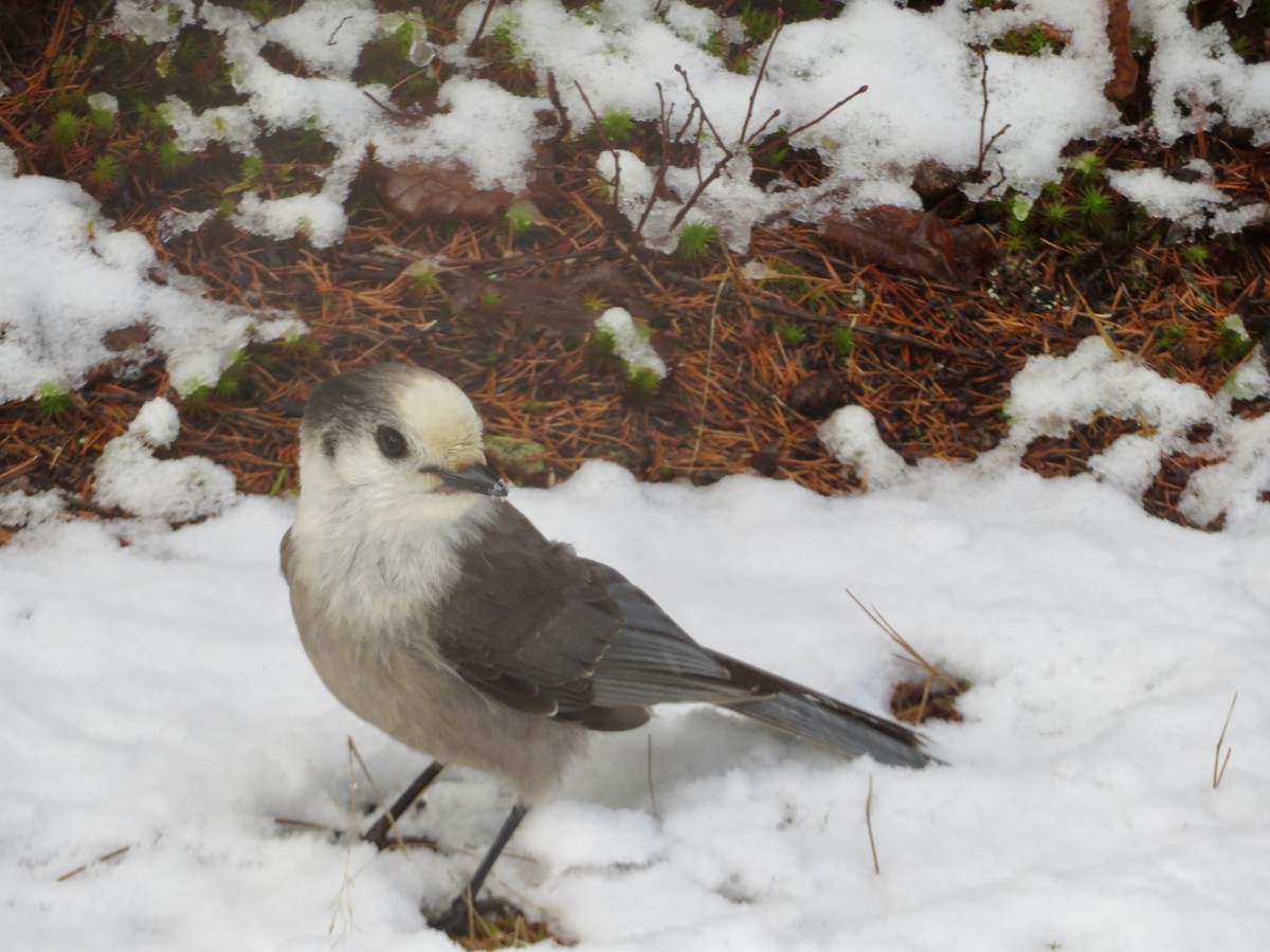 Meisenhäher - ML645910375