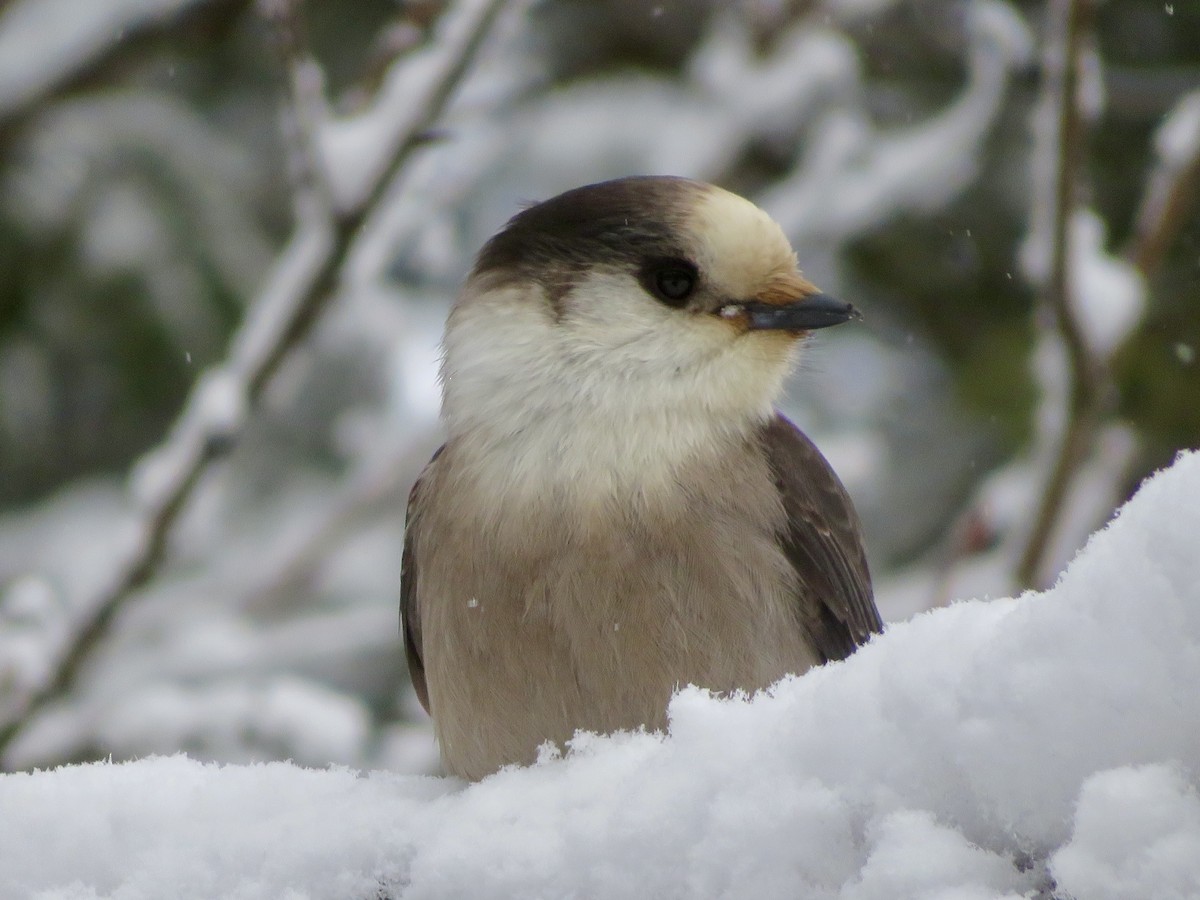 Meisenhäher - ML645910376