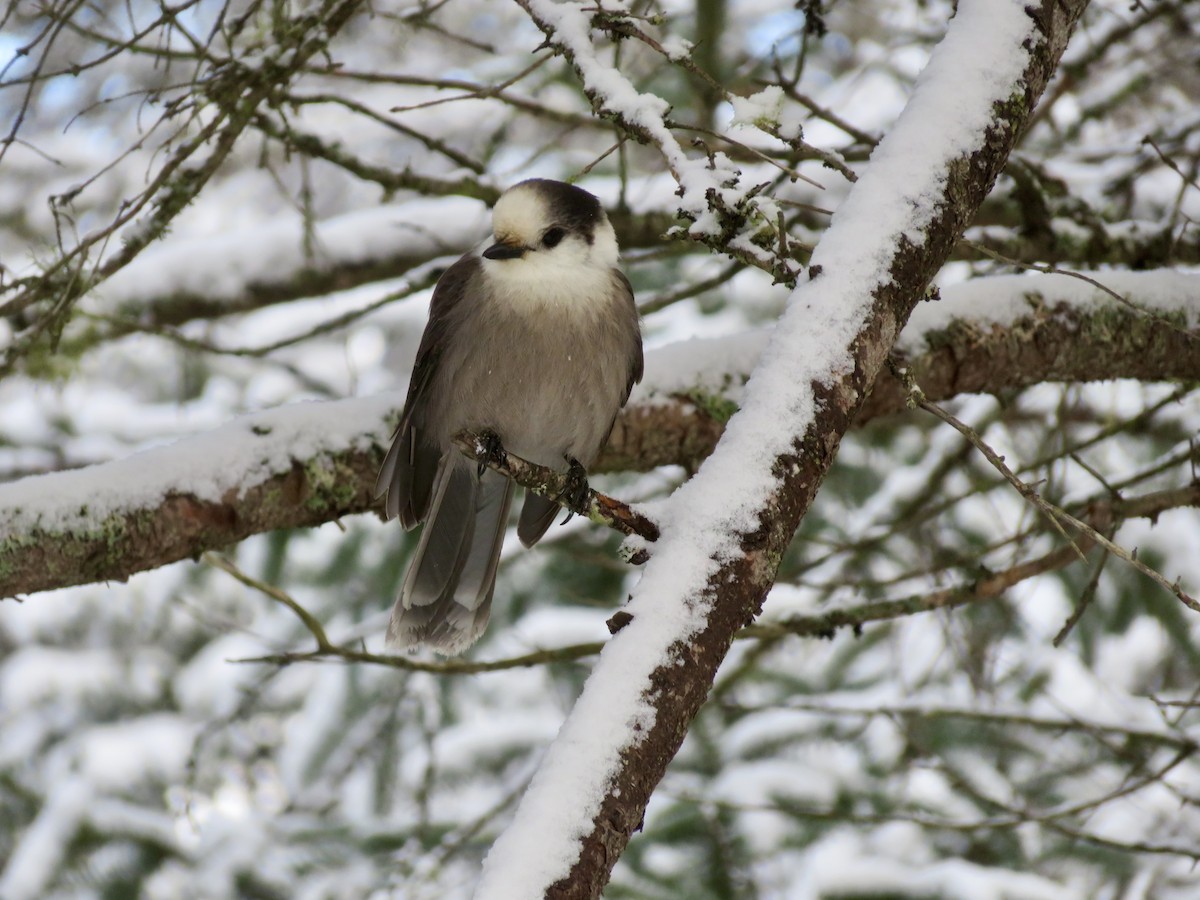 Meisenhäher - ML645910377