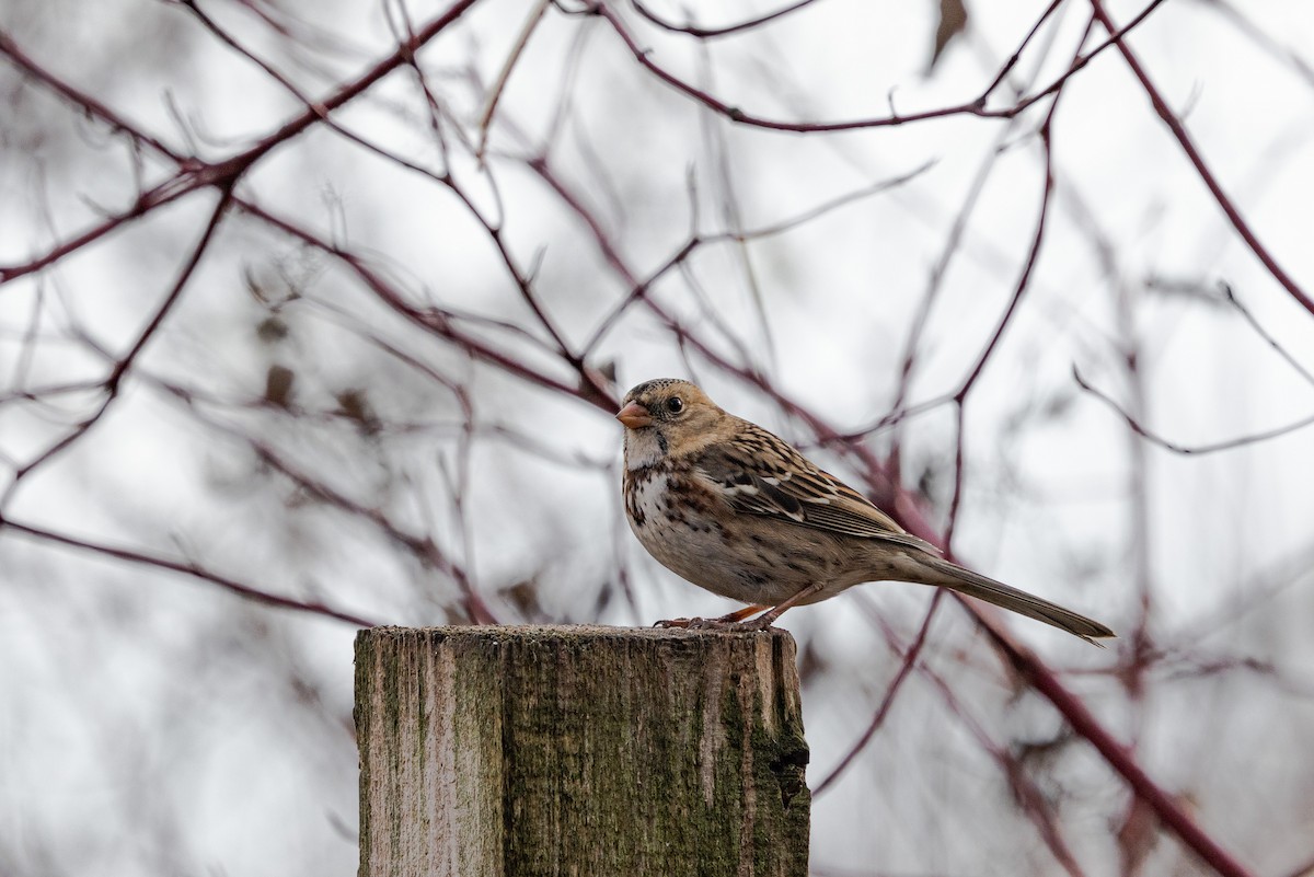 Harris's Sparrow - ML645910379