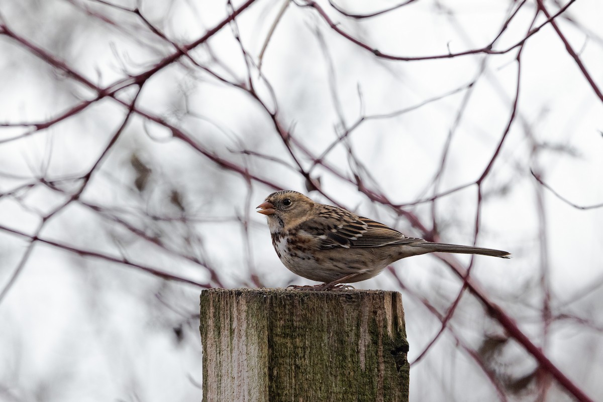 Harris's Sparrow - ML645910380