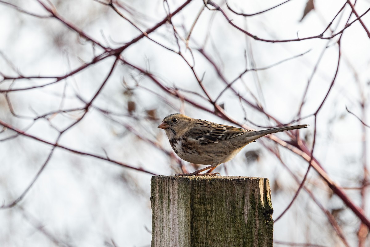 Harris's Sparrow - ML645910381