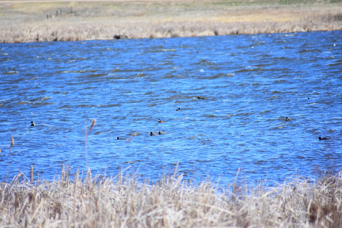 Schwarzkopf-Ruderente - ML645910382