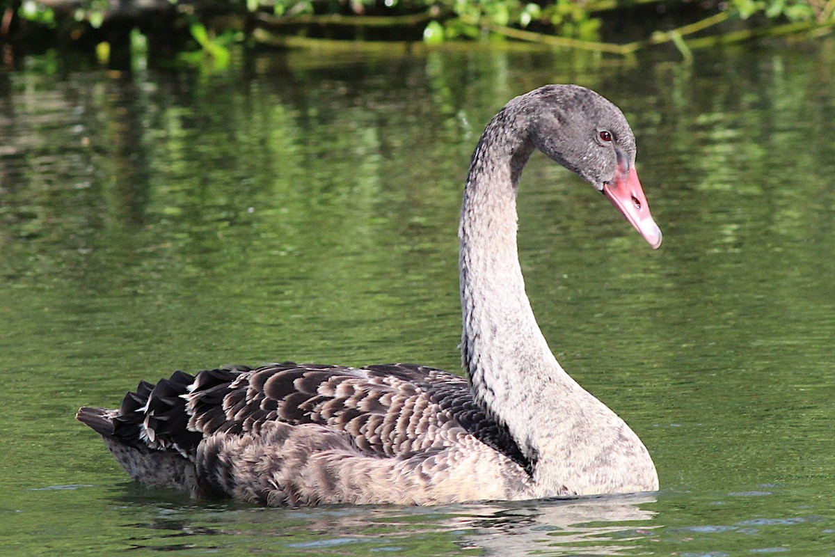 Black Swan - ML645910390