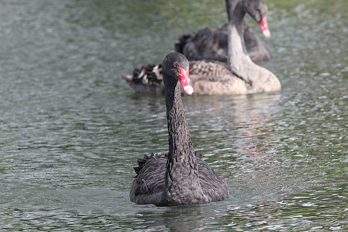 Black Swan - ML645910391