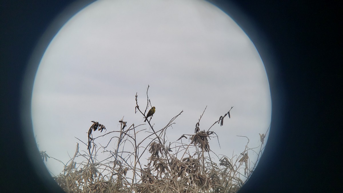 Kurzschnabel-Gilbtangare - ML645910394