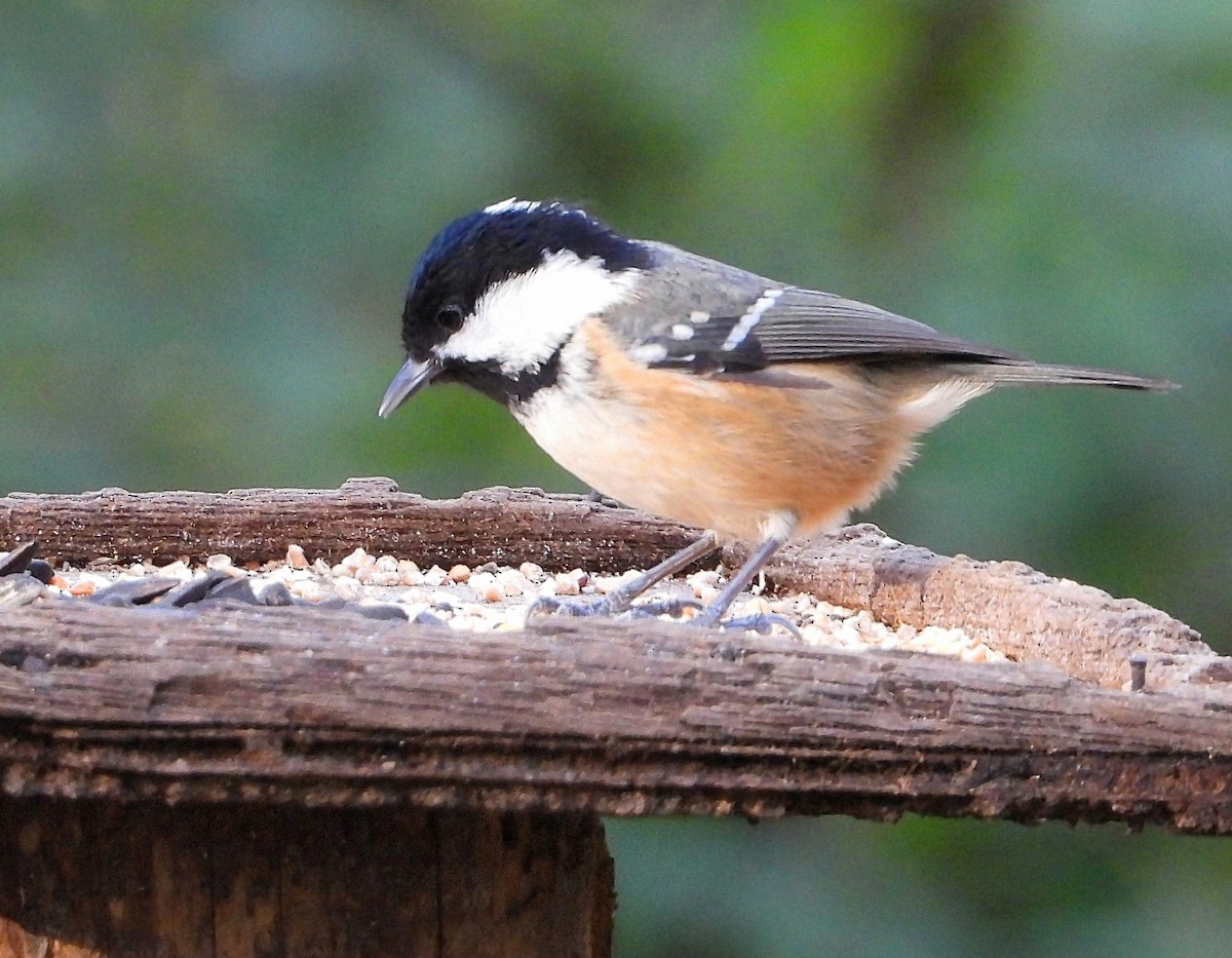 Coal Tit - ML645910396