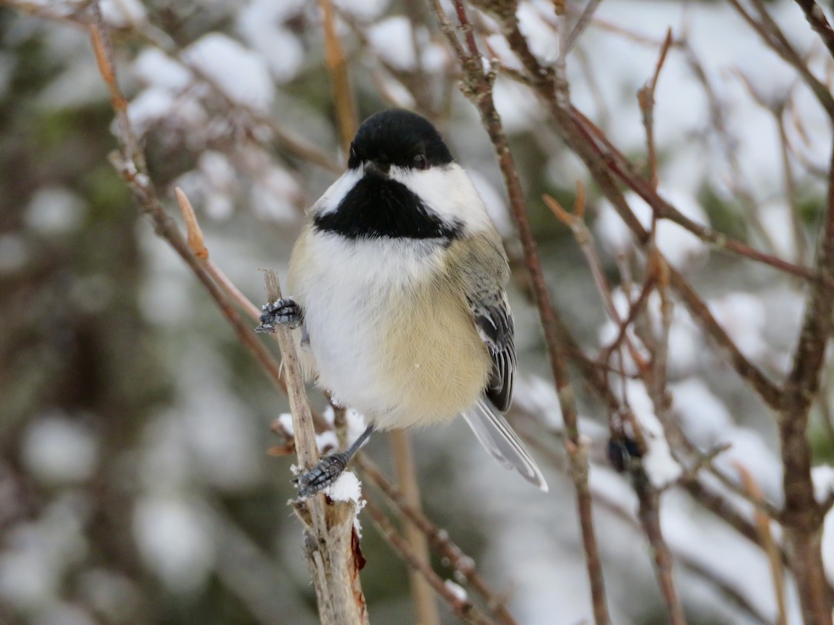 Schwarzkopfmeise - ML645910421