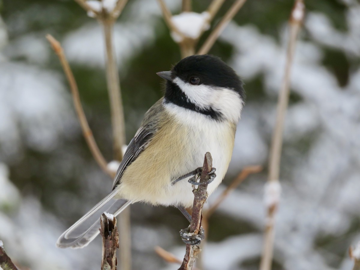 Schwarzkopfmeise - ML645910422