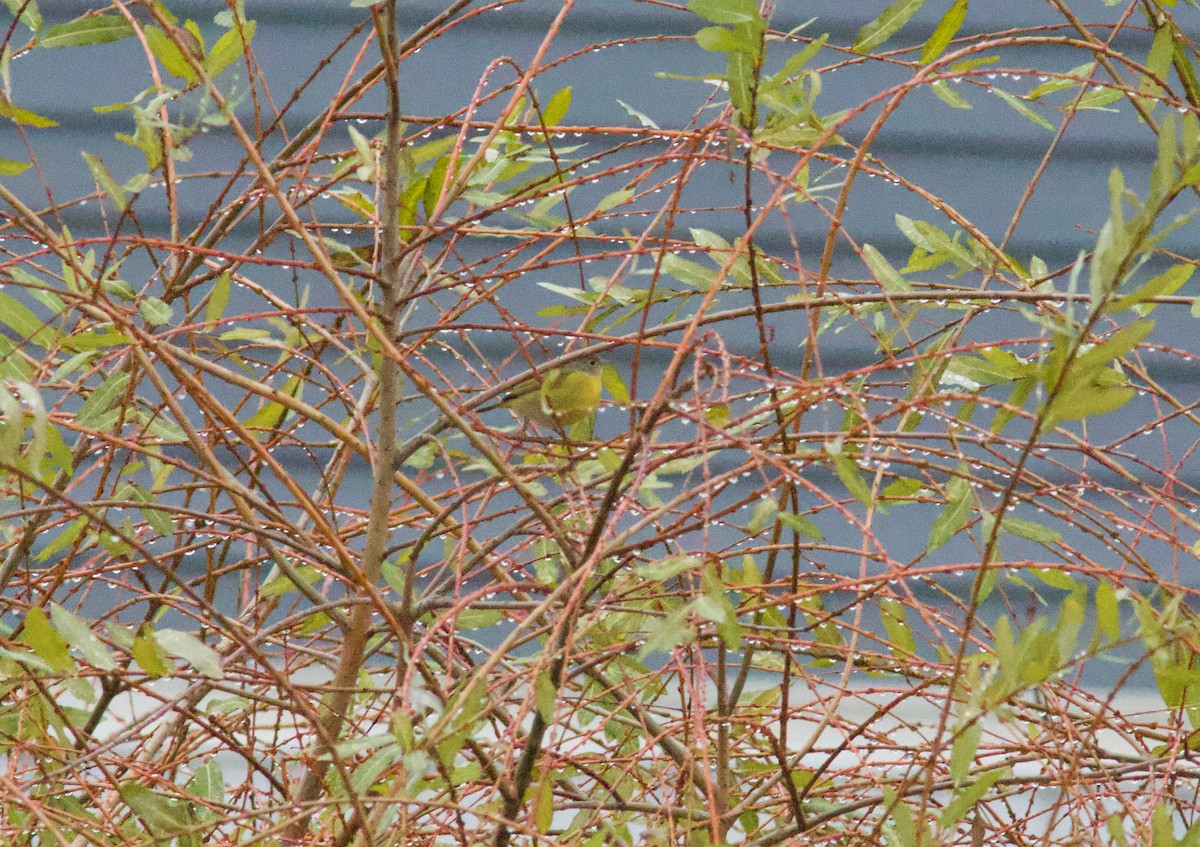 bjørkeparula - ML645910425