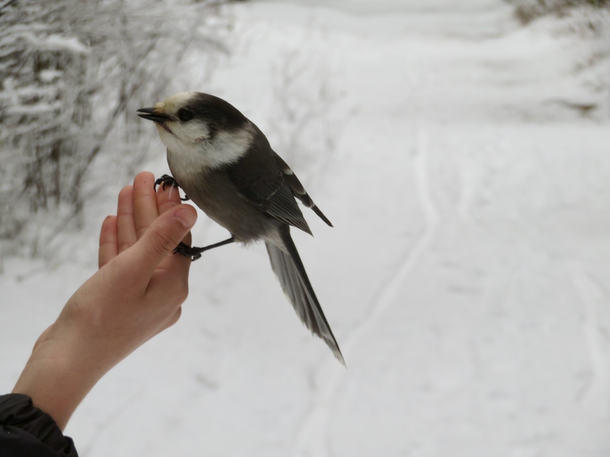 Meisenhäher - ML645910429