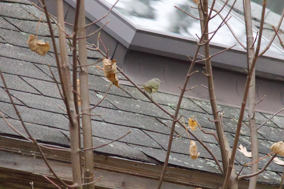 oransjekroneparula - ML645910433