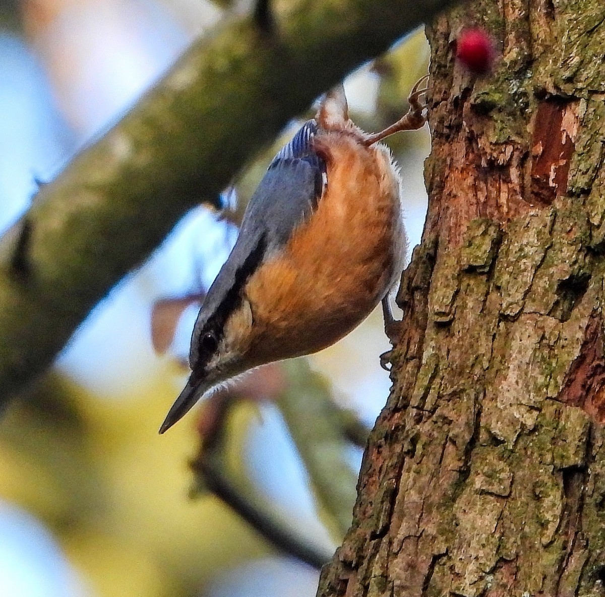 Garrapo eurasiarra - ML645910437