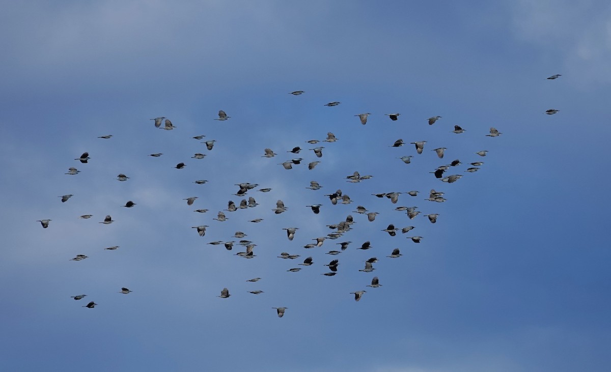 Chara Piñonera - ML645910443