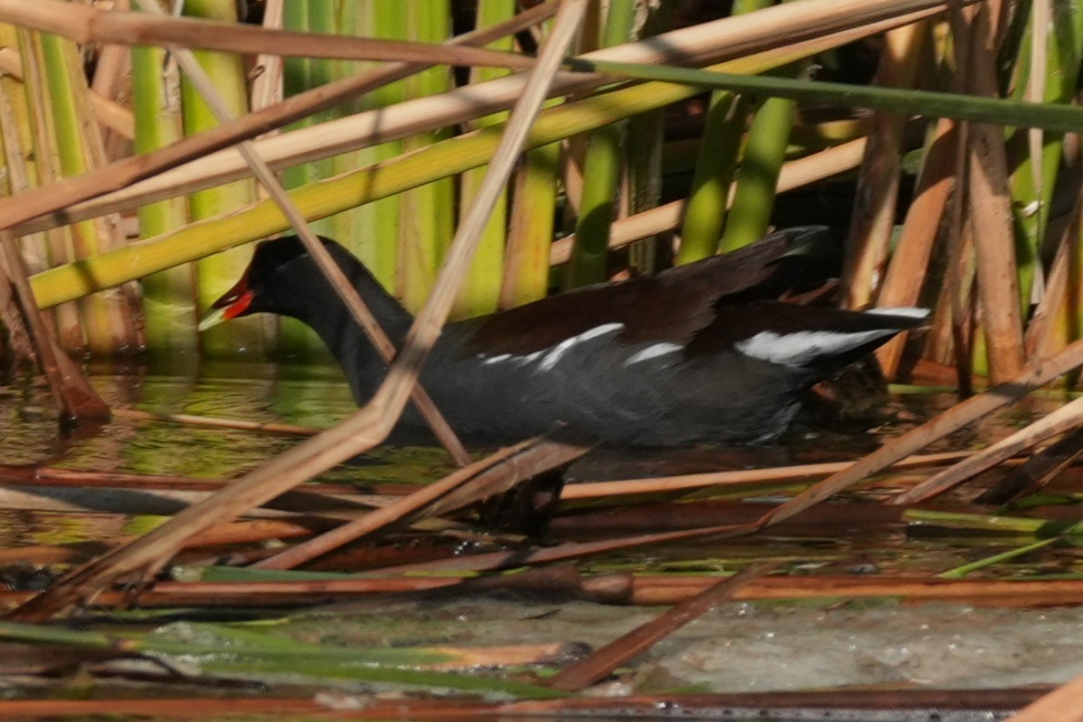 Курочка латиноамериканська - ML645910444