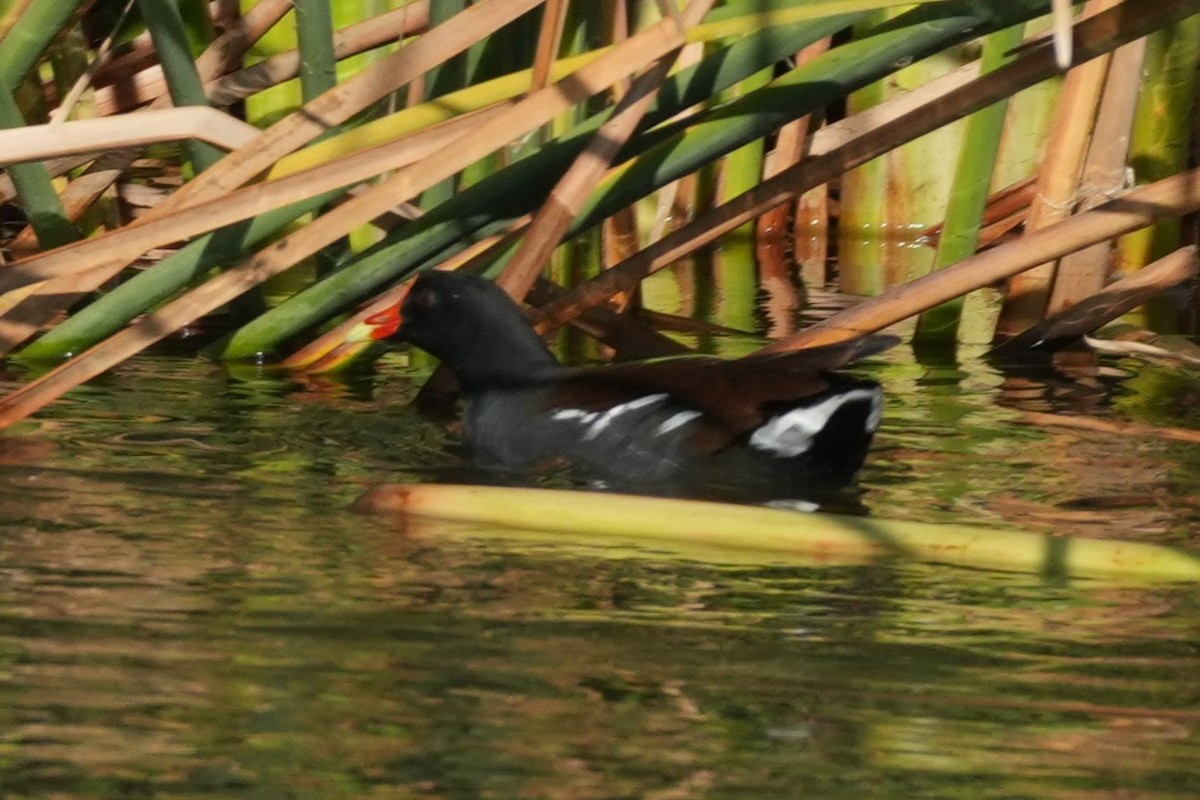 Курочка латиноамериканська - ML645910445