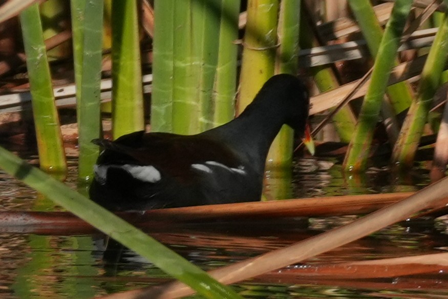 Курочка латиноамериканська - ML645910446