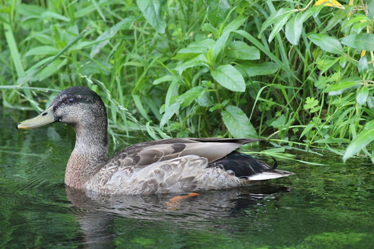 Mallard - ML645910451