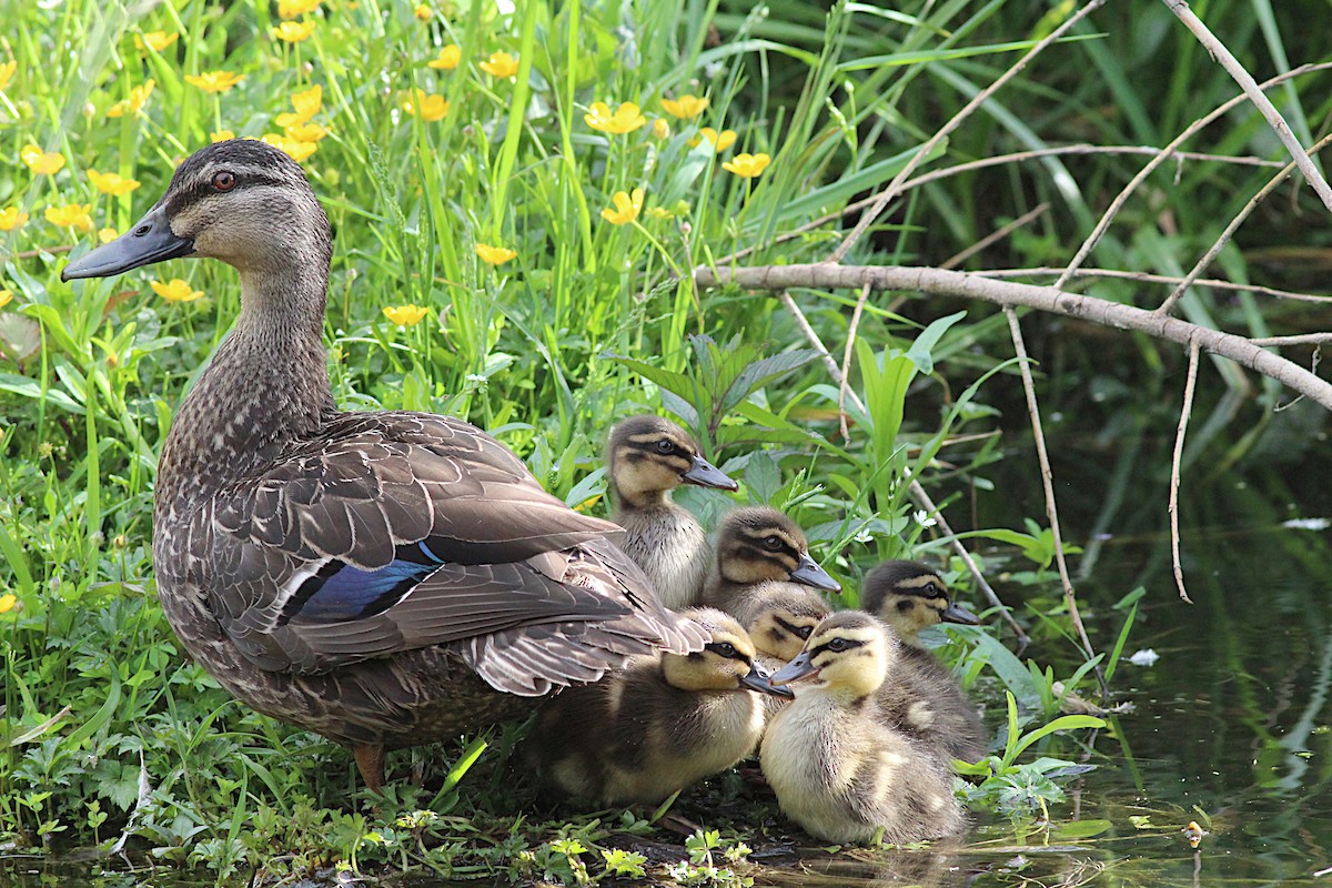 Mallard - ML645910452