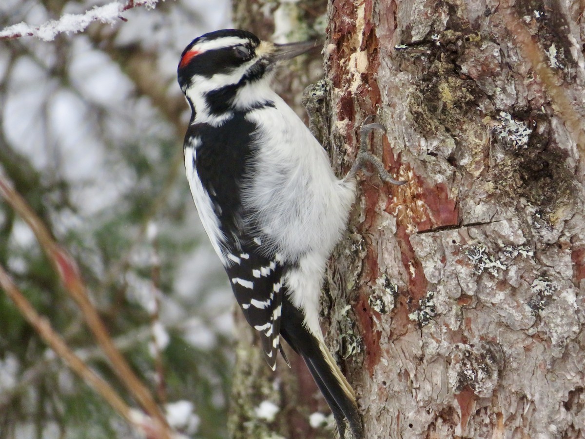 Hairy Woodpecker - ML645910456