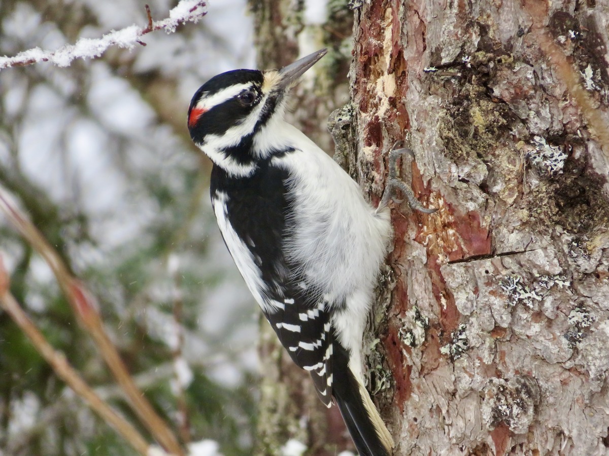 Haarspecht - ML645910458