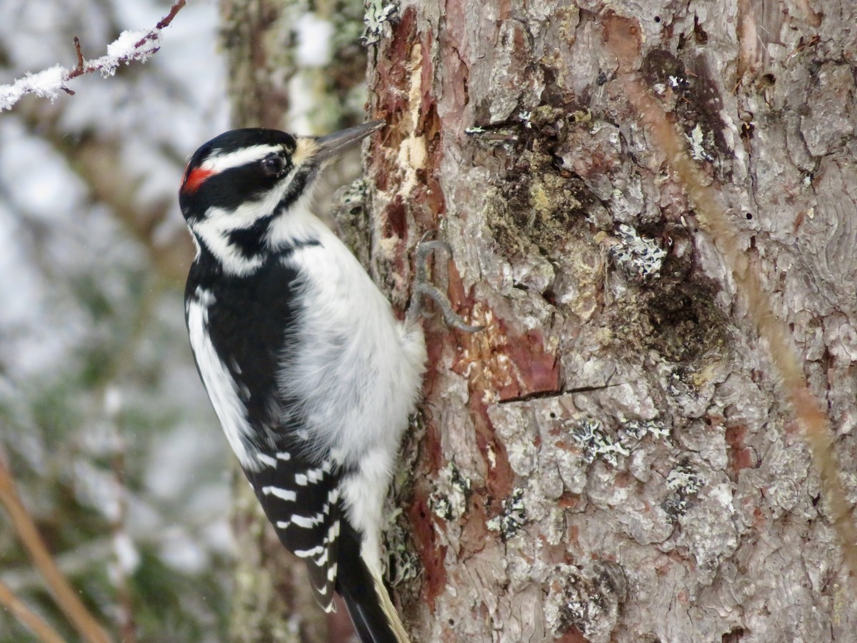 Haarspecht - ML645910459