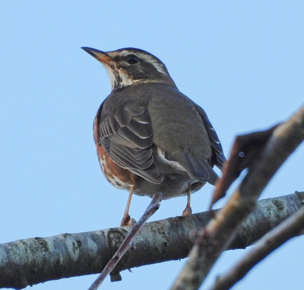 Redwing - ML645910467