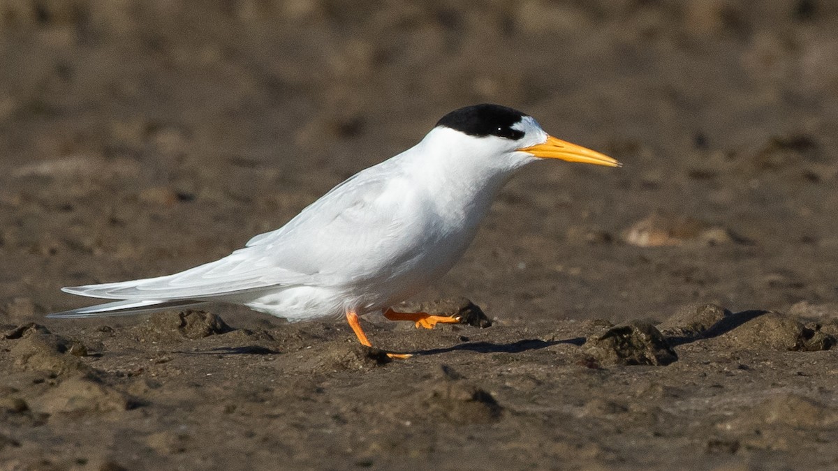 Australian Fairy Tern - ML645910469