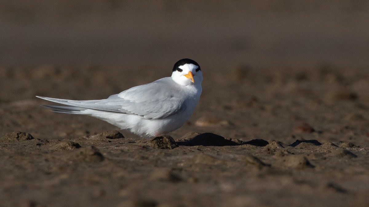 Australian Fairy Tern - ML645910470