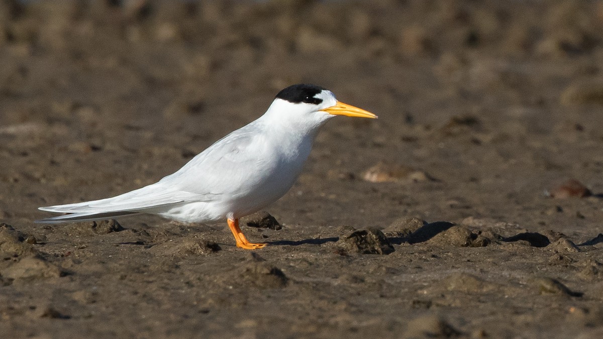 Australian Fairy Tern - ML645910471