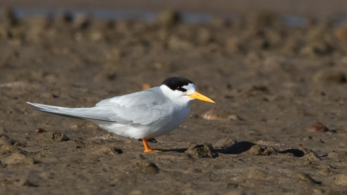 Australian Fairy Tern - ML645910472