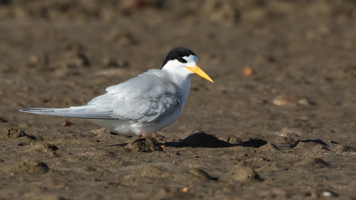 Australian Fairy Tern - ML645910474
