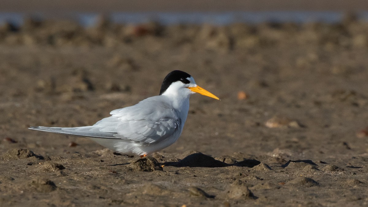 Australian Fairy Tern - ML645910475