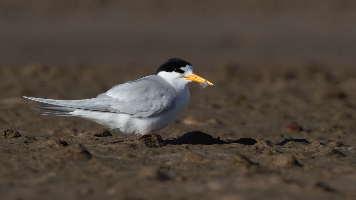 Australian Fairy Tern - ML645910477