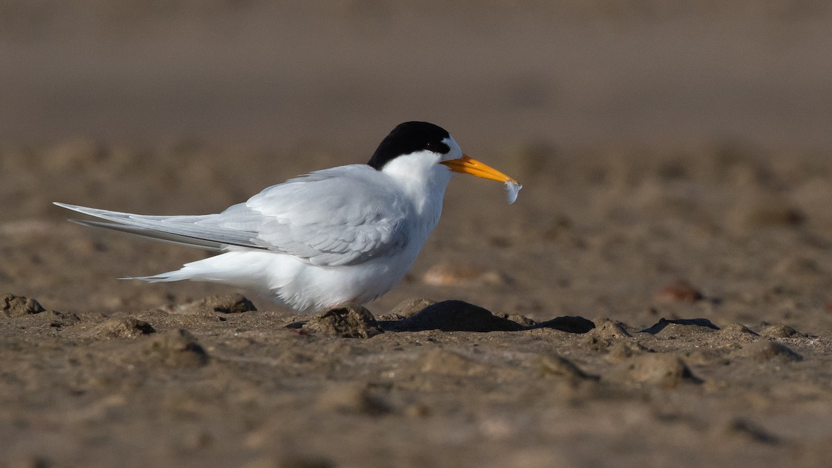 Australian Fairy Tern - ML645910478