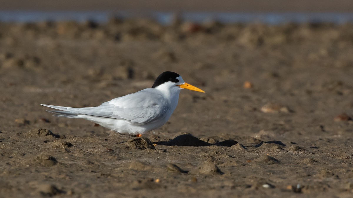 Australian Fairy Tern - ML645910479