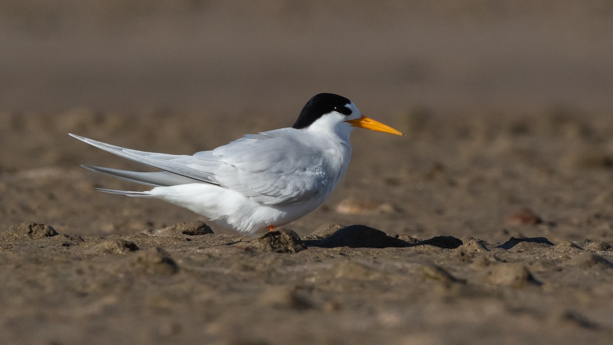 Australian Fairy Tern - ML645910480