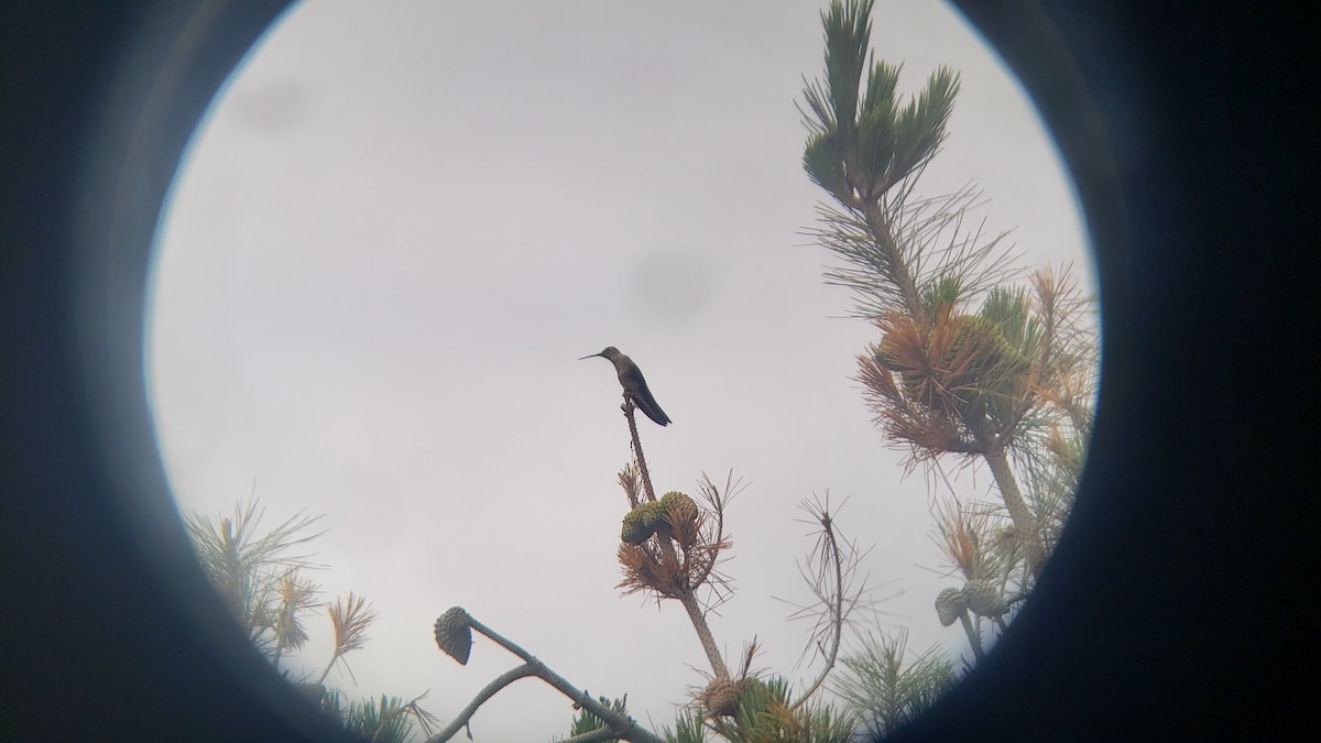 Giant Hummingbird - ML645910483