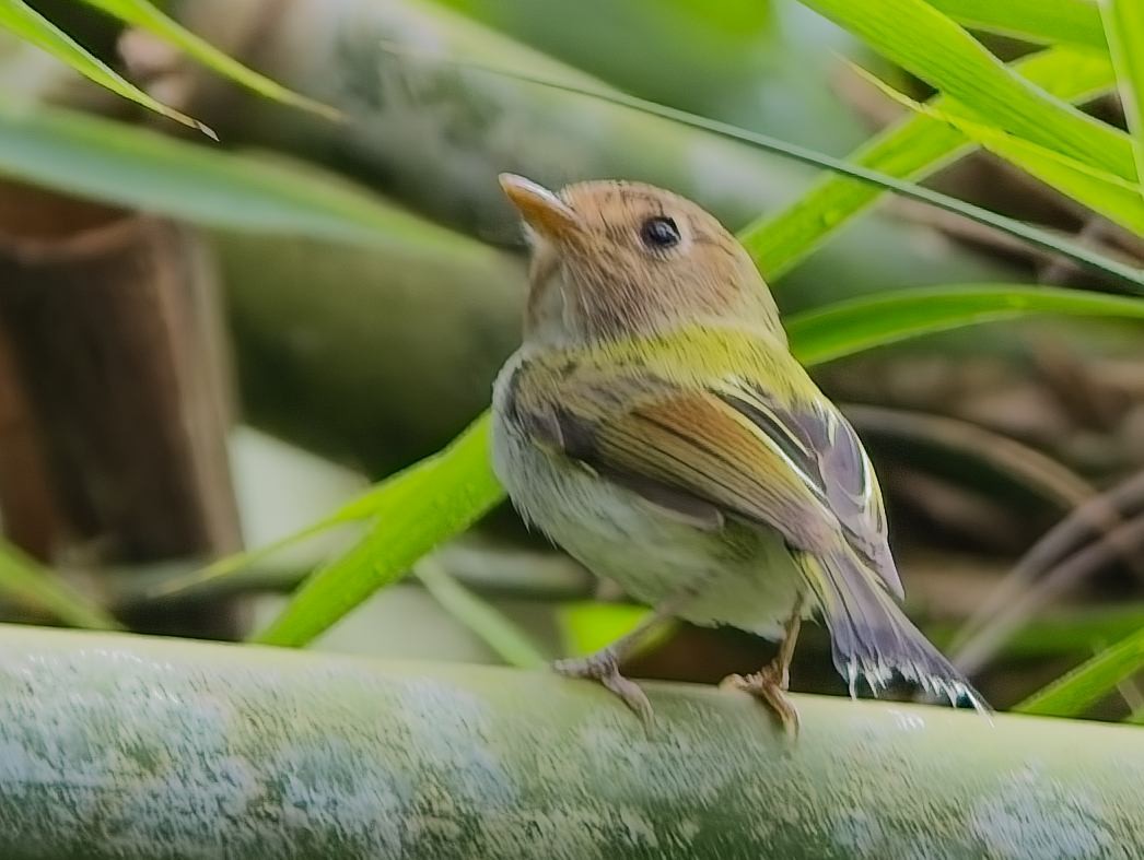 Fork-tailed Pygmy-Tyrant - ML645910488